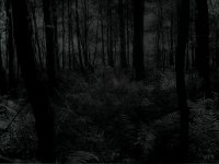 fiak_wood