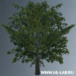 tol_oak1.zip
