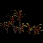 unplant02.mdl