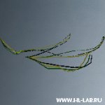 wires_bomb
