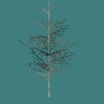 mad_tree2.mdl