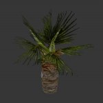 plaka_lilpalm.mdl