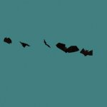 bats