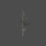dead_tree02