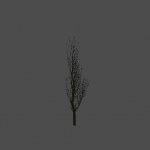 maniak_derevo01