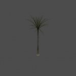 palm01