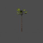 palm02