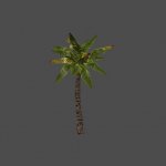 palm1a