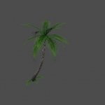 prop_rimpalm1a