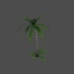 prop_rimpalm1b