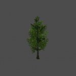 tree09