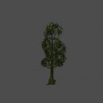 tree13