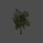 tree15