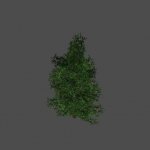 tree17
