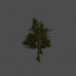 tree20