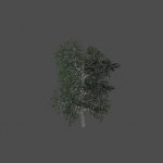 tree27