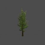 tree33