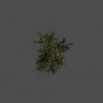 tree37