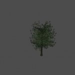tree43