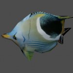 fish02