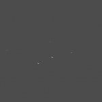 flies