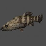 jb_fish