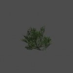 bush16