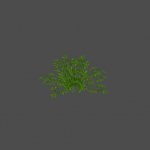bush5