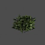 bush8