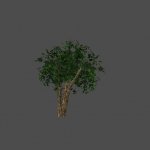 bush9