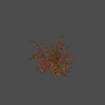 largebush01_ref