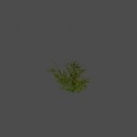 largebush02_ref