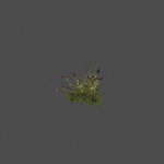 largebush03_ref
