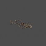 skeleton