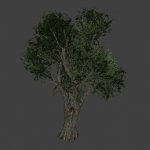 st_derevo_02